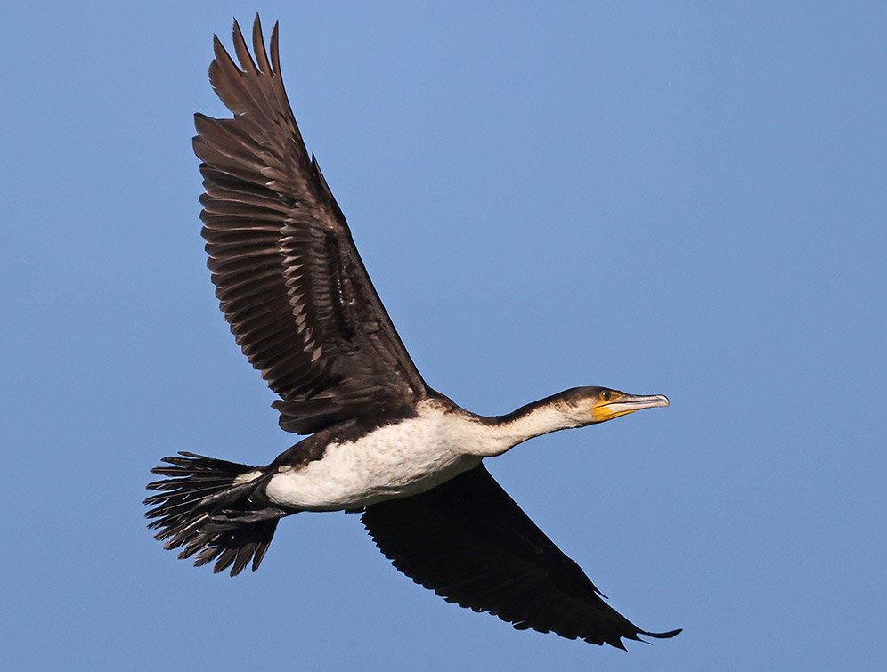 White-breasted Cormorant